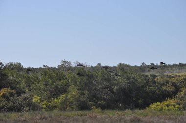 Doğal ortamda güzel kuşlar parlak aynak