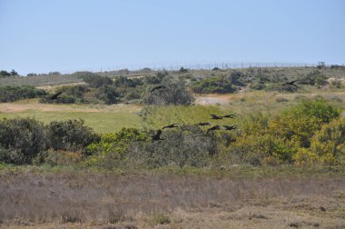 Doğal ortamda güzel kuşlar parlak aynak