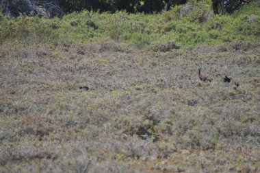 Doğal ortamda güzel kuşlar parlak aynak