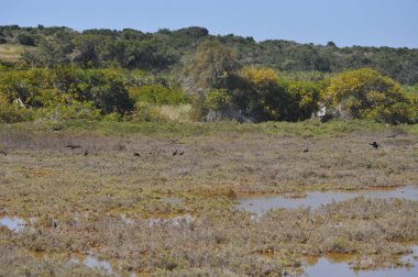 Doğal ortamda güzel kuşlar parlak aynak