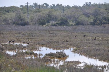 Doğal ortamda güzel kuşlar parlak aynak