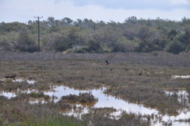 Doğal ortamda güzel kuşlar parlak aynak