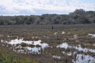 Doğal ortamda güzel kuşlar parlak aynak