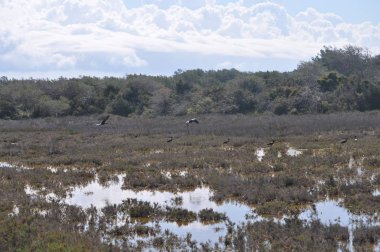Doğal ortamda güzel kuşlar parlak aynak