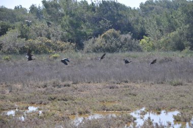Doğal ortamda güzel kuşlar parlak aynak