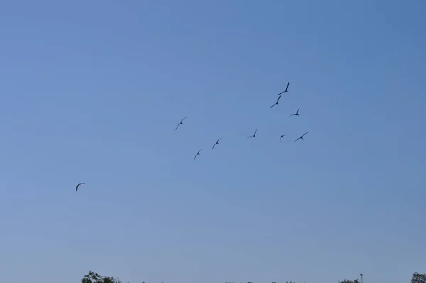 Les Beaux Oiseaux Ibis Brillant Dans Environnement Naturel — Photo