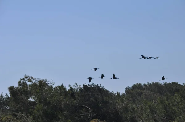 Les Beaux Oiseaux Ibis Brillant Dans Environnement Naturel — Photo