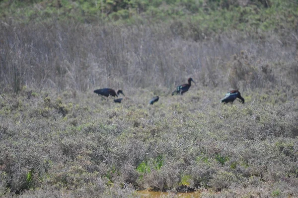 Les Beaux Oiseaux Ibis Brillant Dans Environnement Naturel — Photo