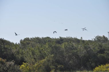 Doğal ortamda güzel kuşlar parlak aynak
