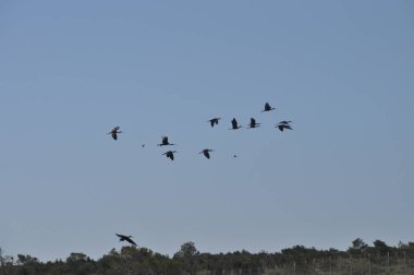 Doğal ortamda güzel kuşlar parlak aynak