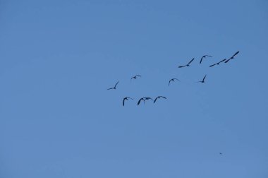 Doğal ortamda güzel kuşlar parlak aynak
