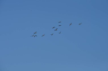Doğal ortamda güzel kuşlar parlak aynak