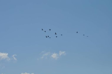 Doğal ortamda güzel kuşlar parlak aynak