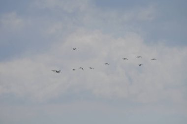 Doğal ortamda güzel kuşlar parlak aynak