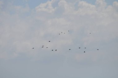 Doğal ortamda güzel kuşlar parlak aynak