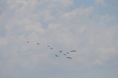 Doğal ortamda güzel kuşlar parlak aynak