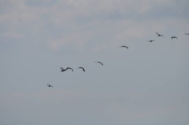 Doğal ortamda güzel kuşlar parlak aynak
