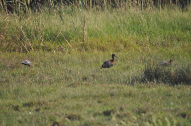 Doğal ortamda güzel kuşlar parlak aynak