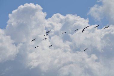 Doğal ortamda güzel kuşlar parlak aynak