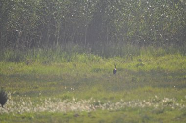 Doğal ortamda güzel kuşlar parlak aynak