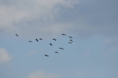 Doğal ortamda güzel kuşlar parlak aynak