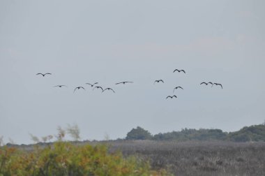 Doğal ortamda güzel kuşlar parlak aynak