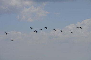 Doğal ortamda güzel kuşlar parlak aynak
