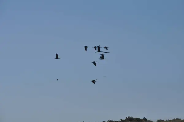 Beautiful Birds Glossy Ibis Natural Environment — Stock Photo, Image