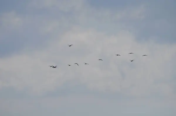 Belos Pássaros Lustrosos Ibis Ambiente Natural — Fotografia de Stock