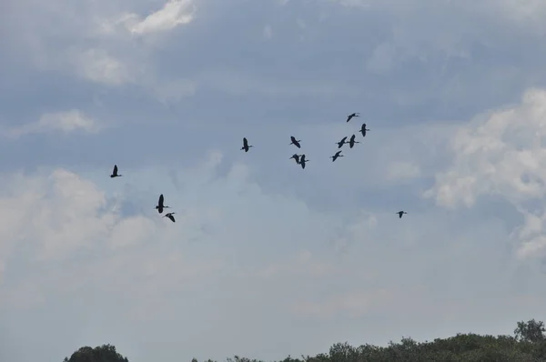 Beautiful Birds Glossy Ibis Natural Environment — Stock Photo, Image