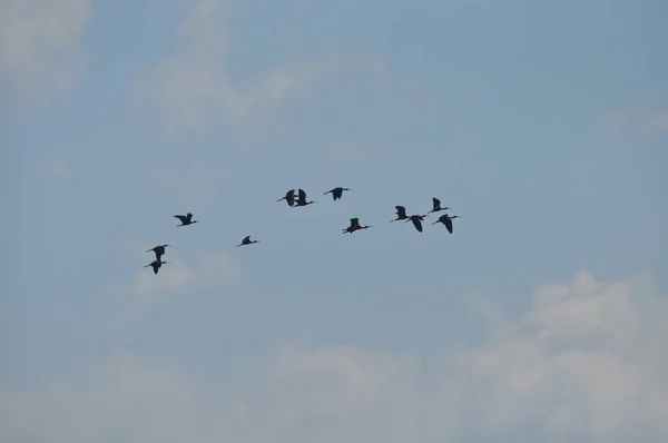 Les Beaux Oiseaux Ibis Brillant Dans Environnement Naturel — Photo