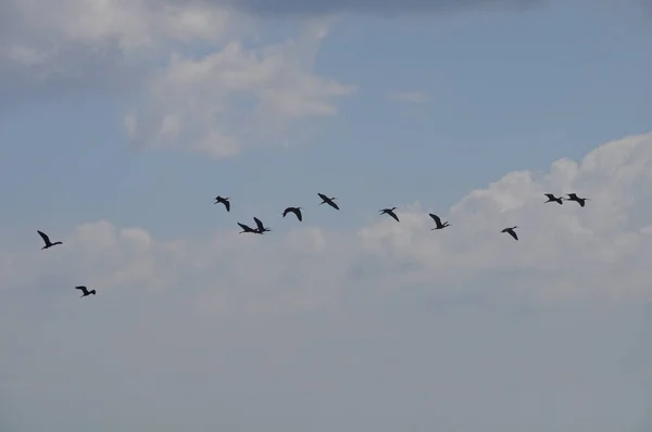 Beautiful Birds Glossy Ibis Natural Environment — Stock Photo, Image