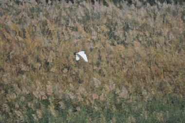 Güzel kuşlar Doğal ortamda Küçük egret