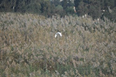 Güzel kuşlar Doğal ortamda Küçük egret