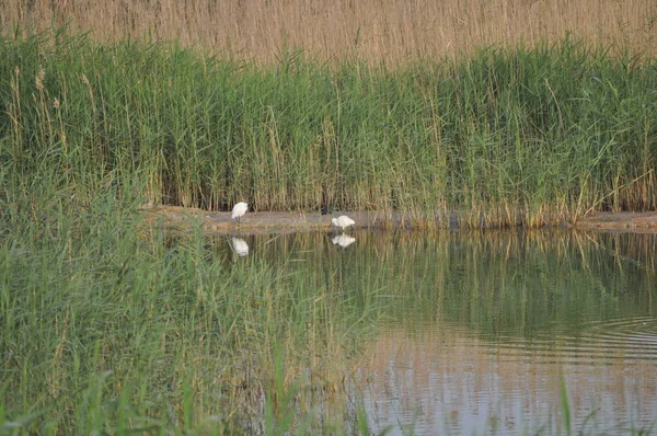 Güzel kuşlar Doğal ortamda Küçük egret