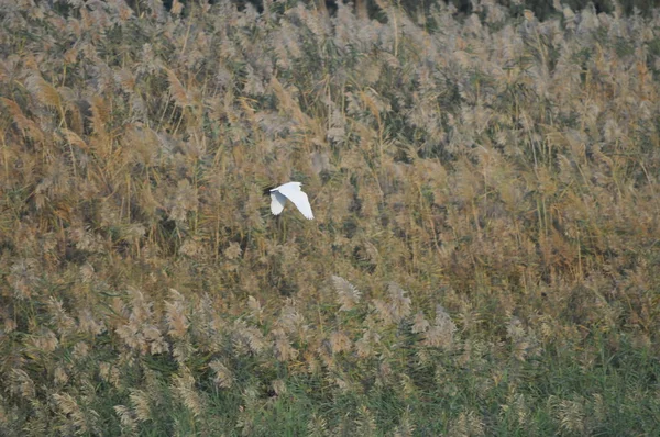 Beautiful Birds Little Egret Natural Environment — Stock Photo, Image