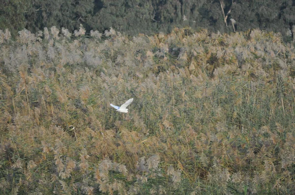 Güzel Kuşlar Doğal Ortamda Küçük Egret — Stok fotoğraf