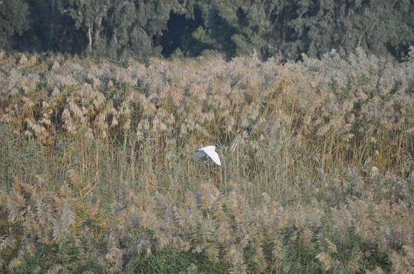 Güzel kuşlar Doğal ortamda Küçük egret