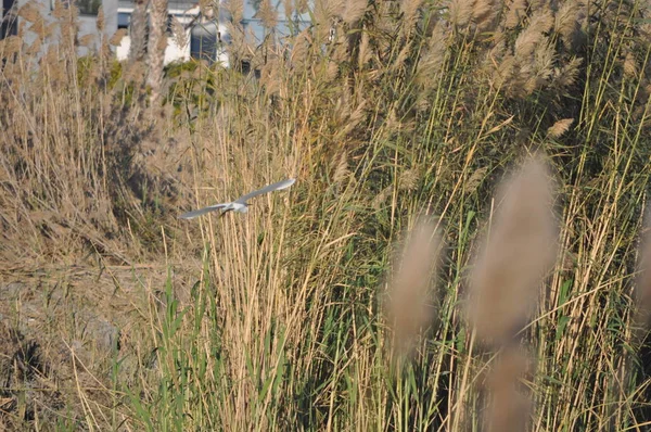 Les Beaux Oiseaux Petite Aigrette Dans Environnement Naturel — Photo