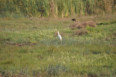 Güzel kuşlar Doğal ortamda Küçük egret