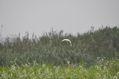 Güzel kuşlar Doğal ortamda Küçük egret