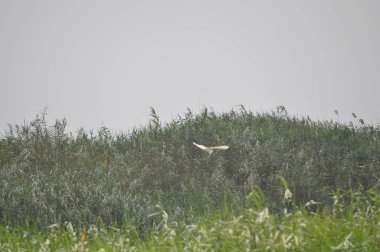 Güzel kuşlar Doğal ortamda Küçük egret