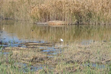 Güzel kuşlar Doğal ortamda Küçük egret