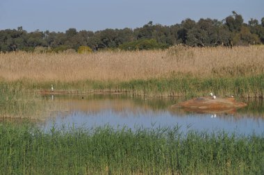 Güzel kuşlar Doğal ortamda Küçük egret
