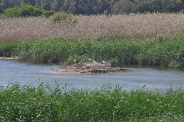 Güzel kuşlar Doğal ortamda Küçük egret