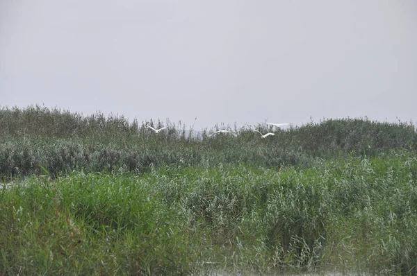 Les Beaux Oiseaux Petite Aigrette Dans Environnement Naturel — Photo