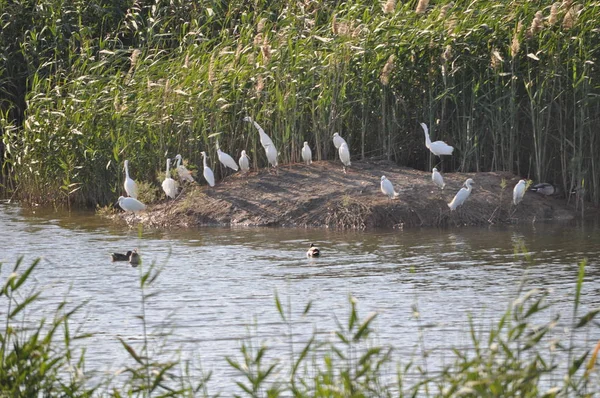 Les Beaux Oiseaux Petite Aigrette Dans Environnement Naturel — Photo