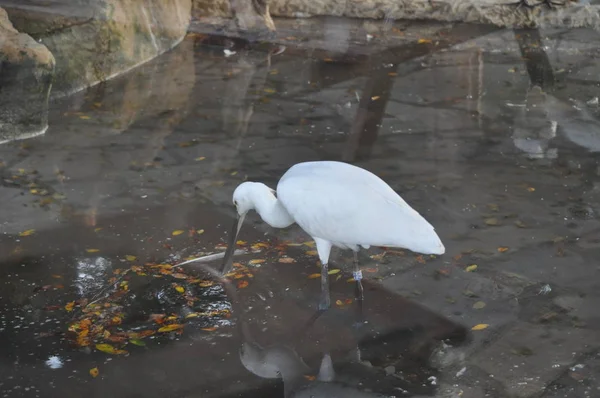 Pássaros Bonitos Little Egret Ambiente Natural — Fotografia de Stock