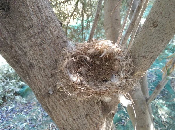 自然环境中美丽的鸟巢 — 图库照片