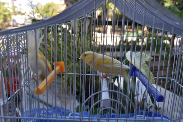 Bellissimo Canarino Degli Uccelli Nella Gabbia — Foto Stock